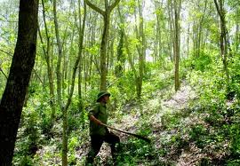 Các loại chứng chỉ quản lý rừng bền vững